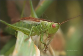 <p>KOBYLKA MOKŘADNÍ (Conocephalus dorsalis) (Jiříkov) ----- /Short Winged Conehead - Kurzflüglige Schwertschrecke/</p>